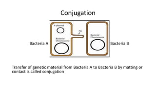 Conjugation
Bacteria A Bacteria B
Transfer of genetic material from Bacteria A to Bacteria B by matting or
contact is called conjugation
 