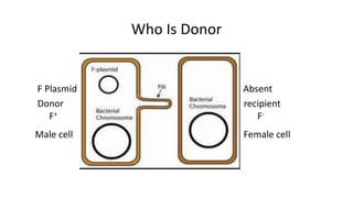 Who Is Donor
F Plasmid Absent
Donor recipient
F+ F-
Male cell Female cell
 