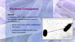 HISTORY
J. Lederberg and E. Tatum demonstrated
the transfer of genes between bacteria
that depends on
– direct cell to cell contact mediated by
the F pilus
– unidirectional DNA transfer from
donor to recipient
Bacterial Conjugation
 