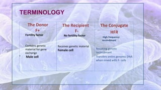 TERMINOLOGY
The Donor
F+
Fertility factor
Contains genetic
material for gene
exchange
“ Male cell
The Recipient
F-
No fertility factor
Receives genetic material
Female cell
The Conjugate
HFR
High frequency
recombinant
Resulting genetic
recombinant
Transfers entire genomic DNA
when mixed with F- cells
 