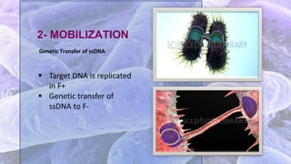 2- MOBILIZATION
 Target DNA is replicated
in F+
 Genetic transfer of
ssDNA to F-
Genetic Transfer of ssDNA
 