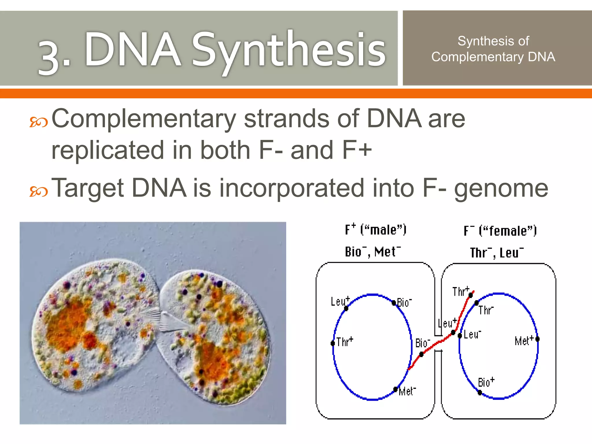 Synthesis of 
Complementary DNA 
Complementary strands of DNA are 
replicated in both F- and F+ 
Target DNA is incorporated into F- genome 
 