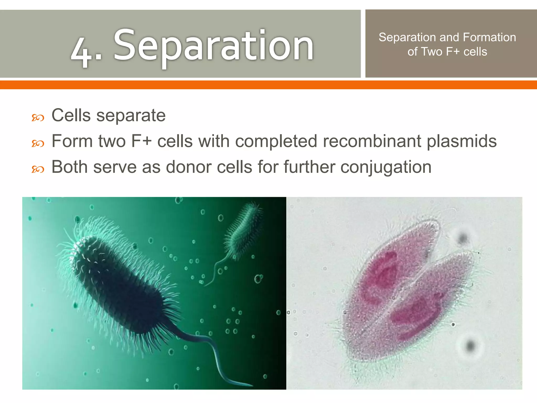  Cells separate 
Separation and Formation 
of Two F+ cells 
 Form two F+ cells with completed recombinant plasmids 
 Both serve as donor cells for further conjugation 
 