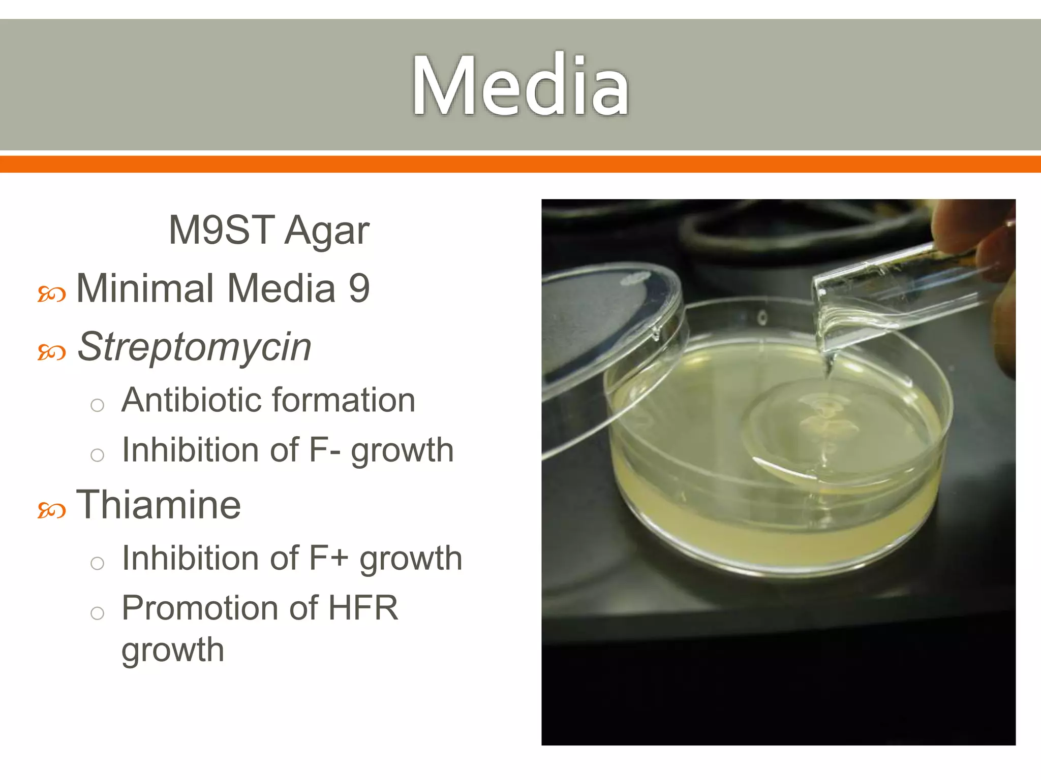 M9ST Agar 
 Minimal Media 9 
 Streptomycin 
o Antibiotic formation 
o Inhibition of F- growth 
 Thiamine 
o Inhibition of F+ growth 
o Promotion of HFR 
growth 
 