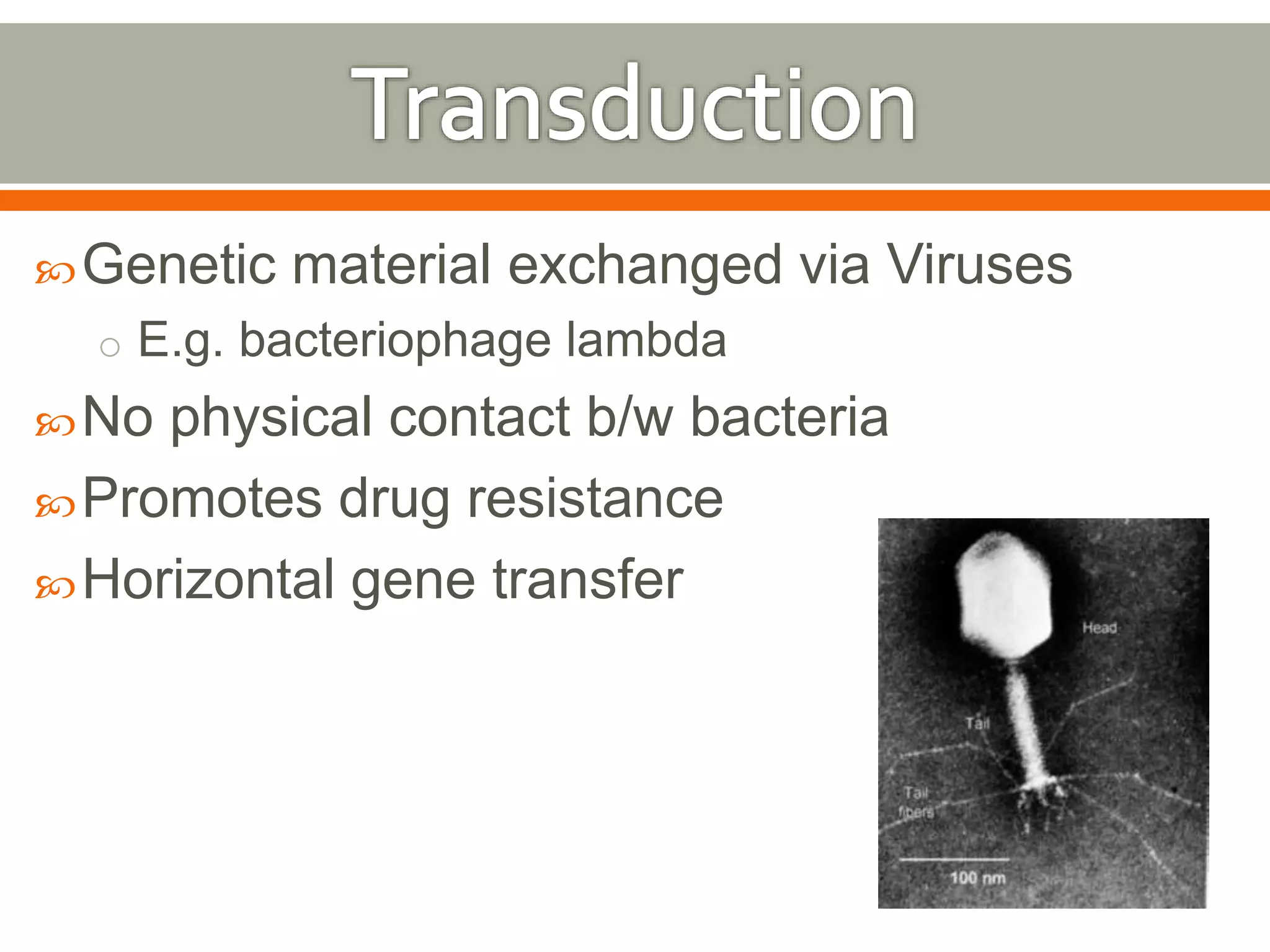 Genetic material exchanged via Viruses 
o E.g. bacteriophage lambda 
No physical contact b/w bacteria 
Promotes drug resistance 
Horizontal gene transfer 
 