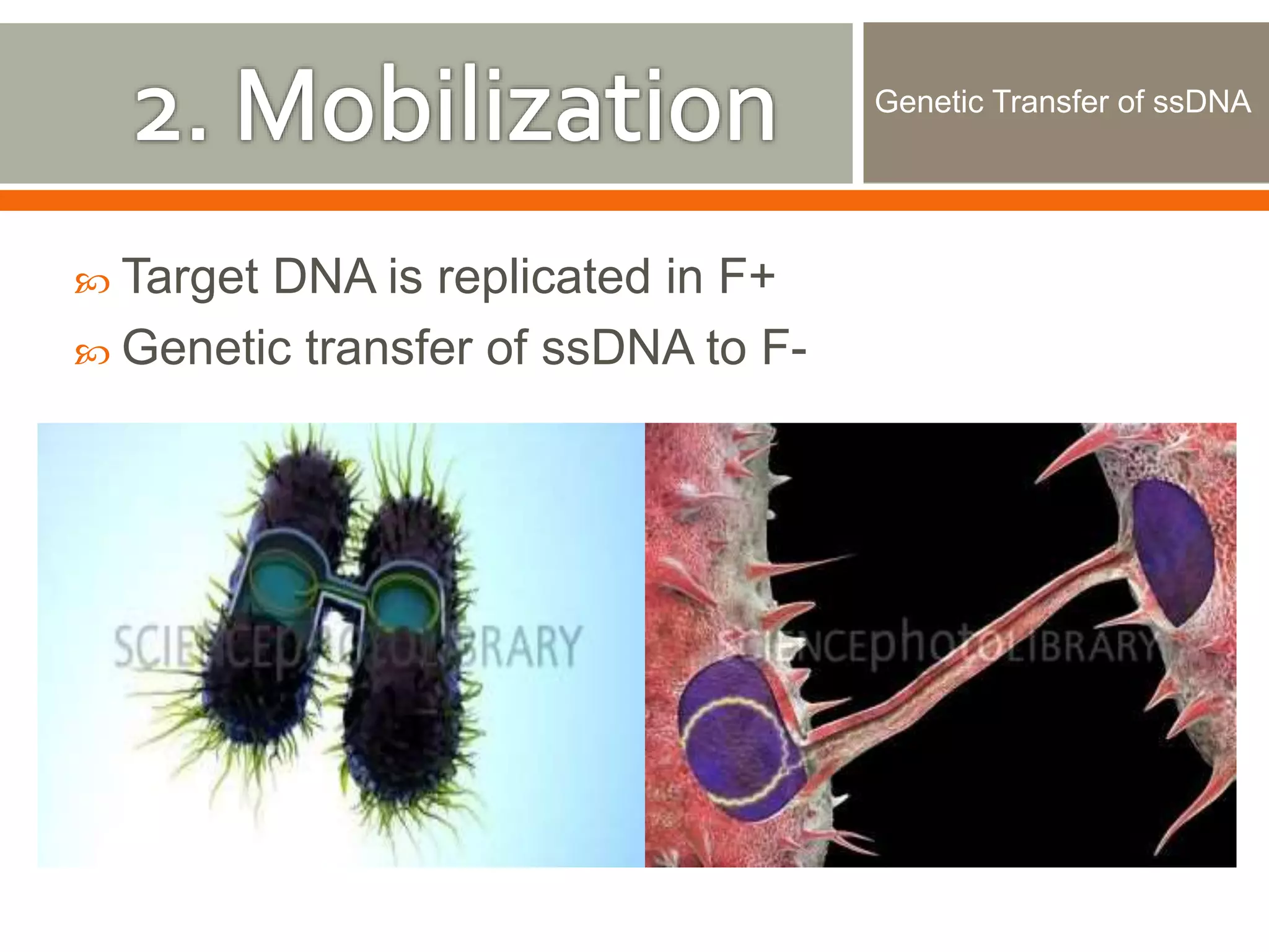  Target DNA is replicated in F+ 
 Genetic transfer of ssDNA to F-Genetic 
Transfer of ssDNA 
 