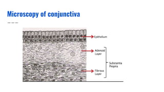 Microscopy of conjunctiva
 