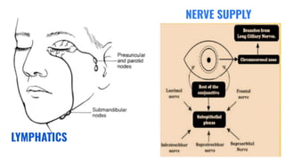 LYMPHATICS
NERVE SUPPLY
 