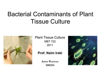 Bacterial Contaminants of Plant
         Tissue Culture

         Plant Tissue Culture
               MBT 722
                2011

          Prof. Naim Iraki

             Amer Wazwaz
               1000316
 