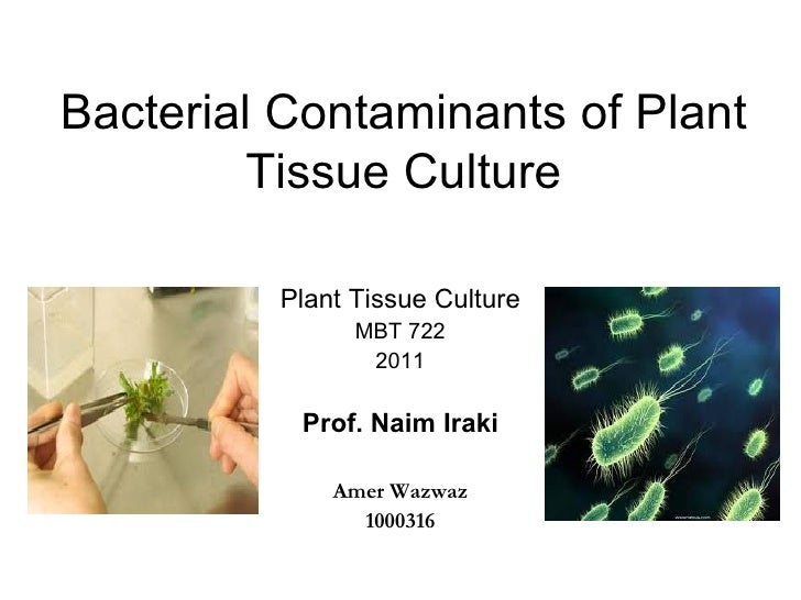 Bacterial contaminants of plant tissue culture