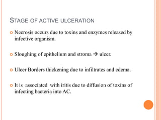 STAGE OF ACTIVE ULCERATION


Necrosis occurs due to toxins and enzymes released by
infective organism.



Sloughing of epithelium and stroma  ulcer.



Ulcer Borders thickening due to infiltrates and edema.



It is associated with iritis due to diffusion of toxins of
infecting bacteria into AC.

 