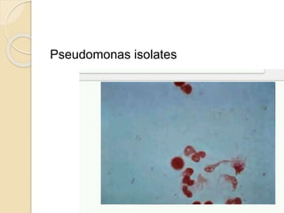 Pseudomonas isolates
 