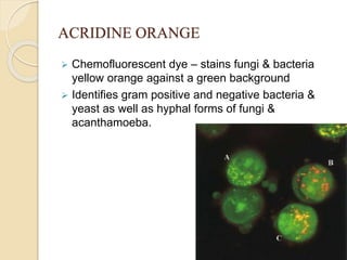 ACRIDINE ORANGE
 Chemofluorescent dye – stains fungi & bacteria
yellow orange against a green background
 Identifies gram positive and negative bacteria &
yeast as well as hyphal forms of fungi &
acanthamoeba.
 