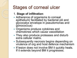 Stages of corneal ulcer
1. Stage of infiltration:
 Adherence of organisms to corneal
epithelium( facilitated by bacterial pili and
glycocalyx envelope in pseudomonas and
gonococcus)
 Organisms produce cytokines and
chemokines which cause vasodilation
 They also produce proteases and disturb
extra cellular matrix.
 Subsequently necrosis begins depending on
virulence of org and host defence mechanism
 If lesion does not involve BM it quickly heals.
If it extends beyond BM it progresses.
 