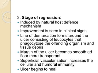 3. Stage of regression:
 Induced by natural host defence
mechanism
 Improvement is seen in clinical signs
 Line of demarcation forms around the
ulcer consisting of leucocytes that
phagocytose the offending organism and
tissue debris
 Margin of the ulcer becomes smooth ad
floor more transperant
 Superficial vascularisation increases the
cellular and humoral immunity
 Ulcer begins to heal.
 