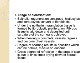 4. Stage of cicatrisation:
 Epithelial regeneration continues- histiocytes
and keratocytes convert to fibroblasts
 Under the epithelium granulation tissue is
formed by fibroblastic proliferation. Fibrous
tissue is laid down and deposited until
curvature of the cornea is achieved.
 When healing is complete, vessels regress
and become ghost vessels.
 Degree of scarring results in opacities which
can be nebula, macula or leucoma.
 Gross degree of refraction in the area of scar
is due to criss cross laying down of fibrous
tissue.
 
