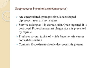 Streptococcus Pneumonia (pneumococcus)
 Are encapsulated, gram positive, lancet shaped
diplococci, seen as short chains
 Survive as long as it is extracellular. Once ingested, it is
destroyed. Protection against phagocytosis is prevented
by capsule.
 Produces several toxins of which Pneumolysin causes
corneal destruction
 Common if coexistent chronic dacryocystitis present
 