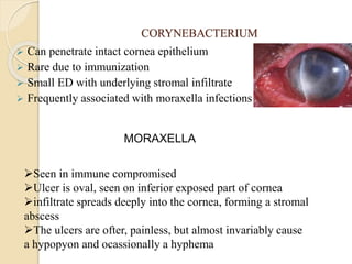 CORYNEBACTERIUM
 Can penetrate intact cornea epithelium
 Rare due to immunization
 Small ED with underlying stromal infiltrate
 Frequently associated with moraxella infections
MORAXELLA
Seen in immune compromised
Ulcer is oval, seen on inferior exposed part of cornea
infiltrate spreads deeply into the cornea, forming a stromal
abscess
The ulcers are ofter, painless, but almost invariably cause
a hypopyon and ocassionally a hyphema
 