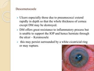 Descemetocoele
 Ulcers especially those due to pneumococci extend
rapidly in depth so that the whole thickness of cornea
except DM may be destroyed.
 DM offers great resistance to inflammatory process but
is unable to support the IOP and hence herniate through
the ulcer – Keratocoele
 this may persist surrounded by a white cicatricial ring
or may rupture.
 