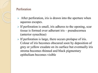 Perforation
 After perforation, iris is drawn into the aperture when
aqueous escapes.
 If perforation is small, iris adheres to the opening, scar
tissue is formed over adherant iris – pseudocornea
(anterior synechiae)
 If perforation is large, there occurs prolapse of iris.
Colour of iris becomes obscured soon by deposition of
grey or yellow exudate on its surface but eventually iris
stroma becomes thinned and black pigmentary
epithelium becomes visible
 
