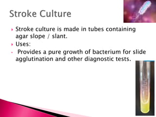  Stroke culture is made in tubes containing
agar slope / slant.
 Uses:
• Provides a pure growth of bacterium for slide
agglutination and other diagnostic tests.
 