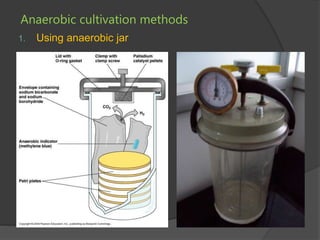 Bacterial culture.pptx