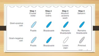 Bacteria Sensitivity Testing Bacterial culture, identification and antibiotic sensitivity test | PDF