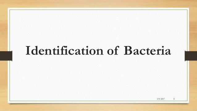 antibiotic sensitivity test procedure pdf
