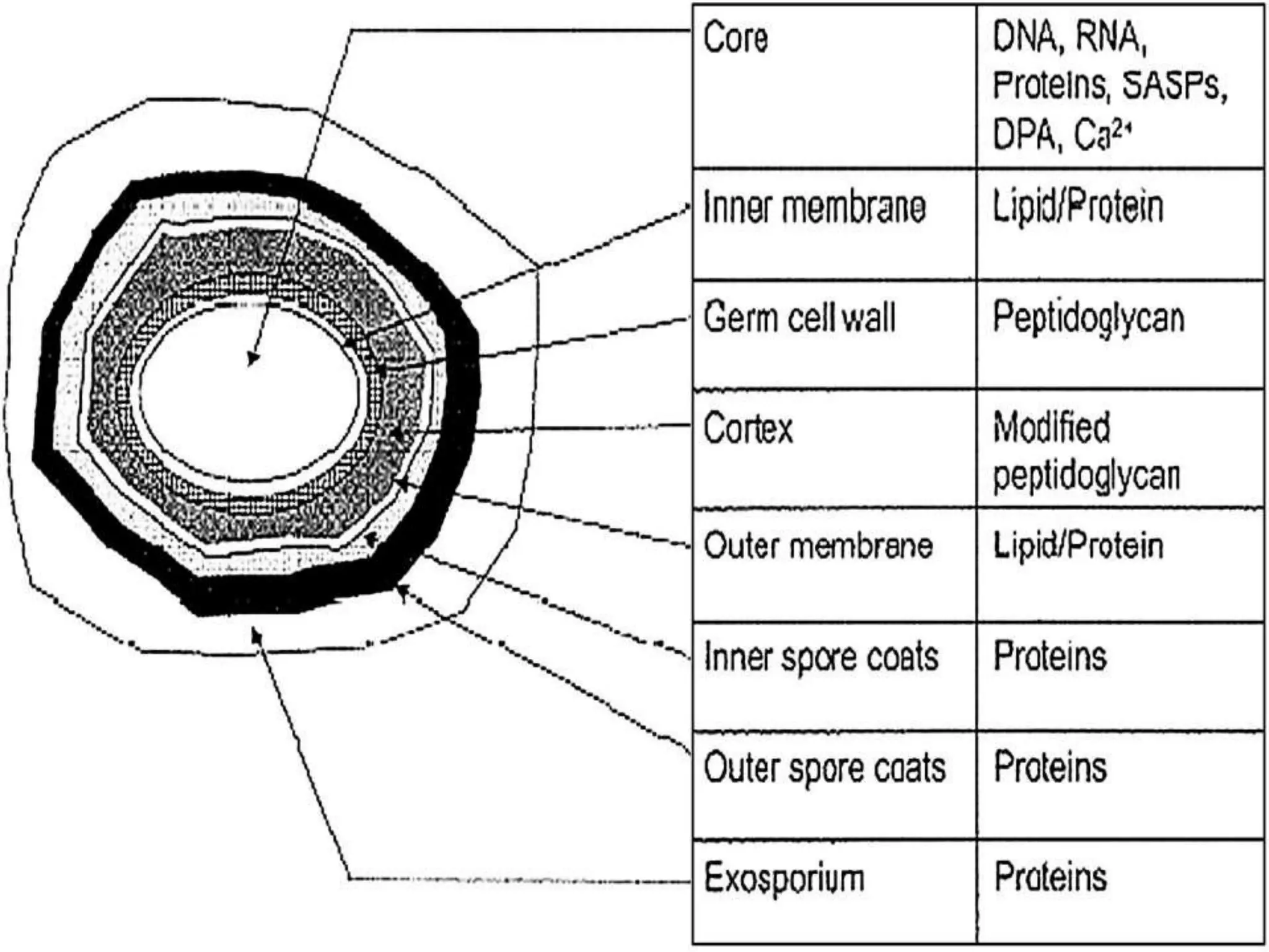 Bacterial cytology endospore | PPTX