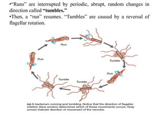 Bacterial cytology flagella, fimbriae and pilli | PPTX