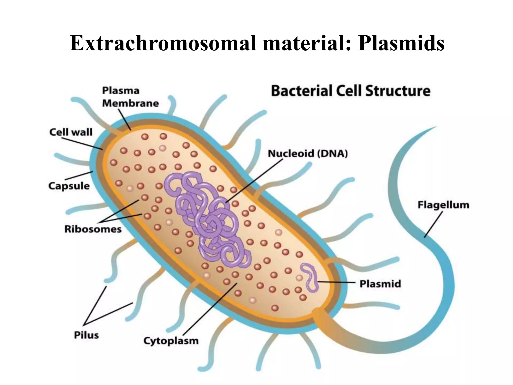Bacterial Ribosomal Structure Bacterial cytology ribosomes, chromosomal and extrachromosomal material ...