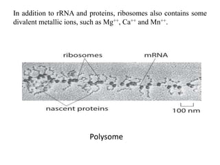 100 Ribosomes