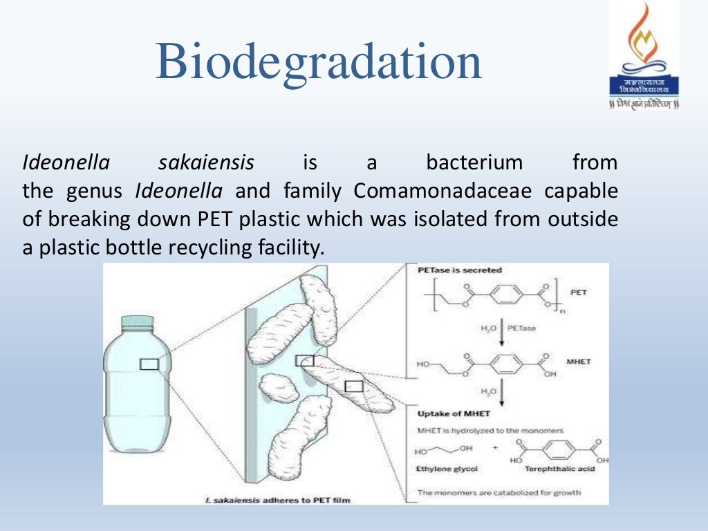 Bacterial degradation of plastic