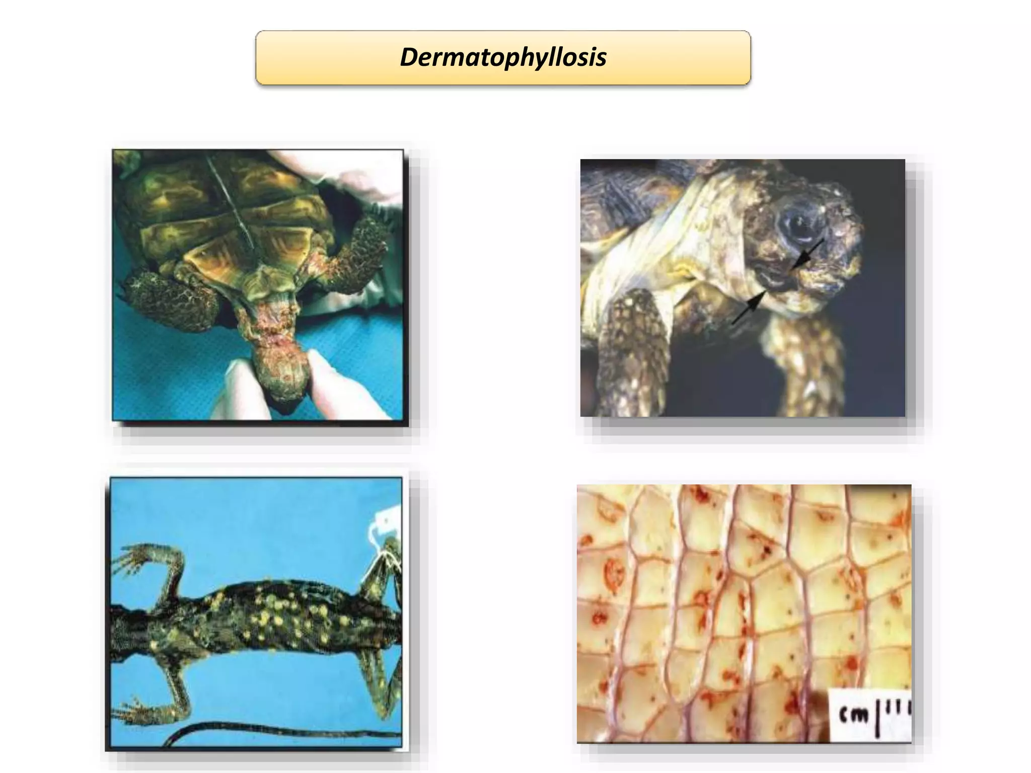 Bacterial diseaes of reptiles | PPTX