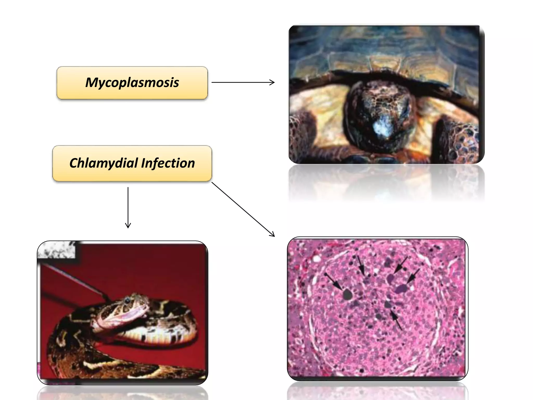 Bacterial diseaes of reptiles | PPTX