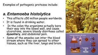 Examples of pathogenic protozoa include:

a. Entamoeba histolytica
• This affects ±50 million people worldwide.
• It is found in drinking water.
• In the colon the organisms actually bore
their way into the bowel wall, and cause
ulcerations, severe bloody diarrhoea called
dysentery, and abdominal pain.
• Some of the amoeba can inter the blood
stream where they can spread to other
tissues, such as the liver, lungs and brain.

 