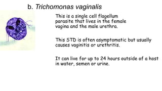 b. Trichomonas vaginalis
This is a single cell flagellum
parasite that lives in the female
vagina and the male urethra.
This STD is often asymptomatic but usually
causes vaginitis or urethritis.
It can live for up to 24 hours outside of a host
in water, semen or urine.

 