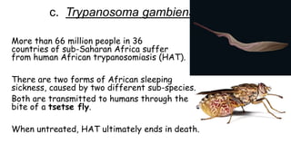 c. Trypanosoma gambiense
More than 66 million people in 36
countries of sub-Saharan Africa suffer
from human African trypanosomiasis (HAT).
There are two forms of African sleeping
sickness, caused by two different sub-species.
Both are transmitted to humans through the
bite of a tsetse fly.
When untreated, HAT ultimately ends in death.

 
