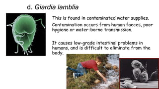 d. Giardia lamblia
This is found in contaminated water supplies.
Contamination occurs from human faeces, poor
hygiene or water-borne transmission.
It causes low-grade intestinal problems in
humans, and is difficult to eliminate from the
body.

 