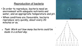 Reproduction of bacteria
• In order to reproduce, bacteria need an
environment with adequate nutrients and
water, and an appropriate temperature and pH.
• When conditions are favourable, bacteria
reproduce very quickly, about every 20
minutes or so.


Task: Work out how many bacteria could be
made in a school day.

 