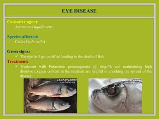 Bacterial disease in finfish and shellfish | PPTX