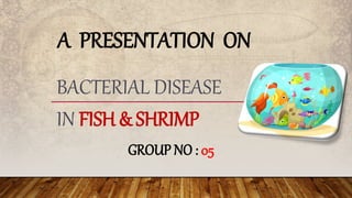 A PRESENTATION ON
BACTERIAL DISEASE
IN FISH & SHRIMP
GROUP NO : 05
 