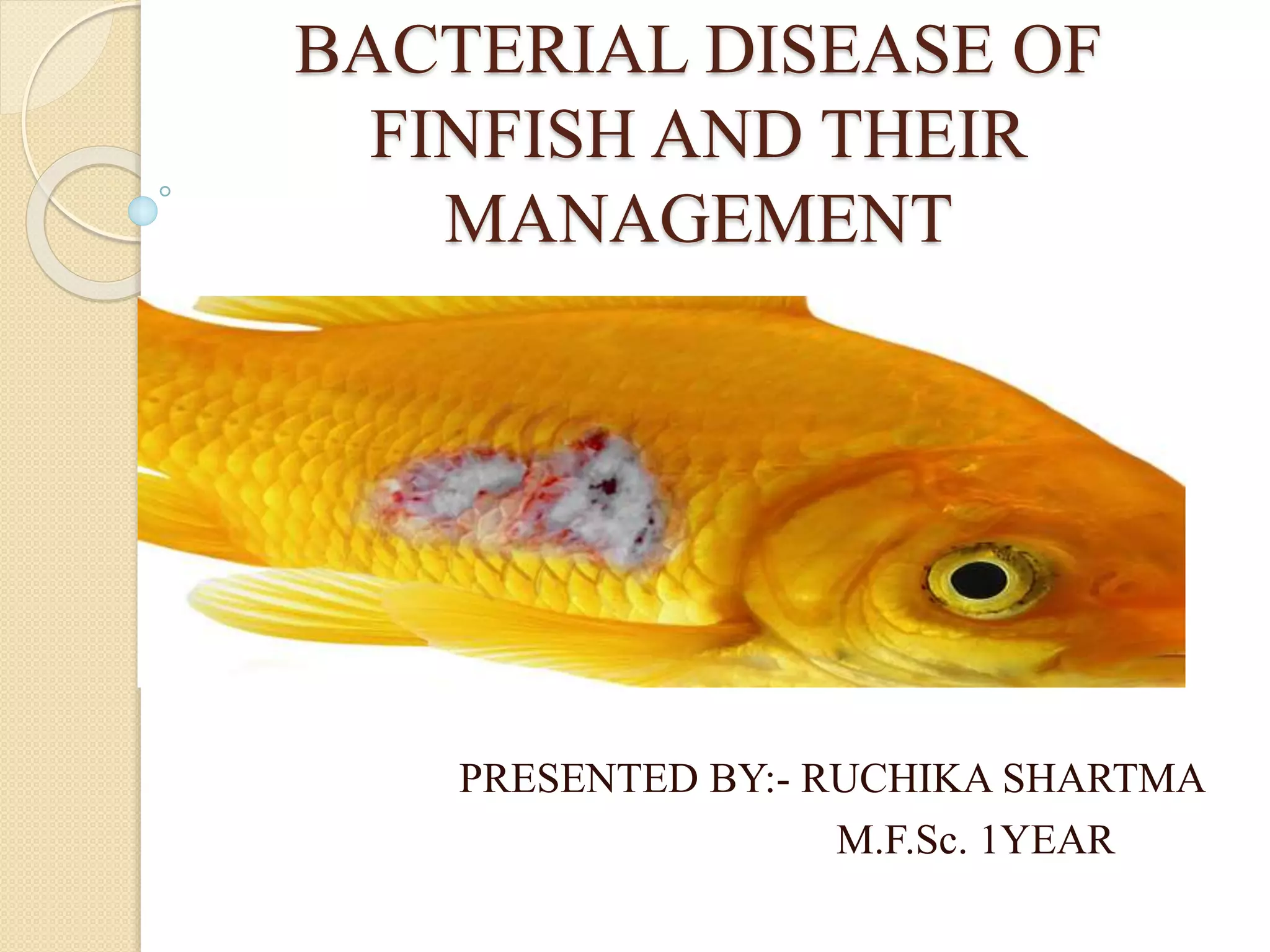 Bacterial disease of finfish and their management | PPTX