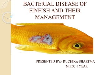 BACTERIAL DISEASE OF
FINFISH AND THEIR
MANAGEMENT
PRESENTED BY:- RUCHIKA SHARTMA
M.F.Sc. 1YEAR
 