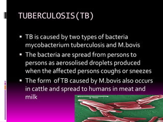 TUBERCULOSIS(TB) 
 TB is caused by two types of bacteria 
mycobacterium tuberculosis and M.bovis 
 The bacteria are spread from persons to 
persons as aerosolised droplets produced 
when the affected persons coughs or sneezes 
 The form of TB caused by M.bovis also occurs 
in cattle and spread to humans in meat and 
milk 
 