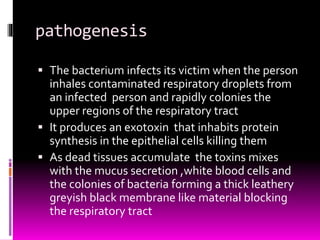 pathogenesis 
 The bacterium infects its victim when the person 
inhales contaminated respiratory droplets from 
an infected person and rapidly colonies the 
upper regions of the respiratory tract 
 It produces an exotoxin that inhabits protein 
synthesis in the epithelial cells killing them 
 As dead tissues accumulate the toxins mixes 
with the mucus secretion ,white blood cells and 
the colonies of bacteria forming a thick leathery 
greyish black membrane like material blocking 
the respiratory tract 
 