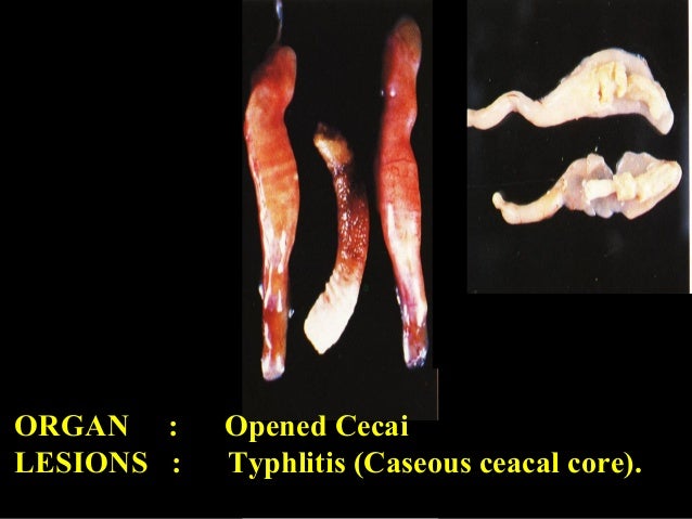 Bacterial diseases