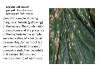 Bacterial diseases of plants | PPTX