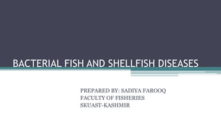 BACTERIAL FISH AND SHELLFISH DISEASES
PREPARED BY: SADIYA FAROOQ
FACULTY OF FISHERIES
SKUAST-KASHMIR
 