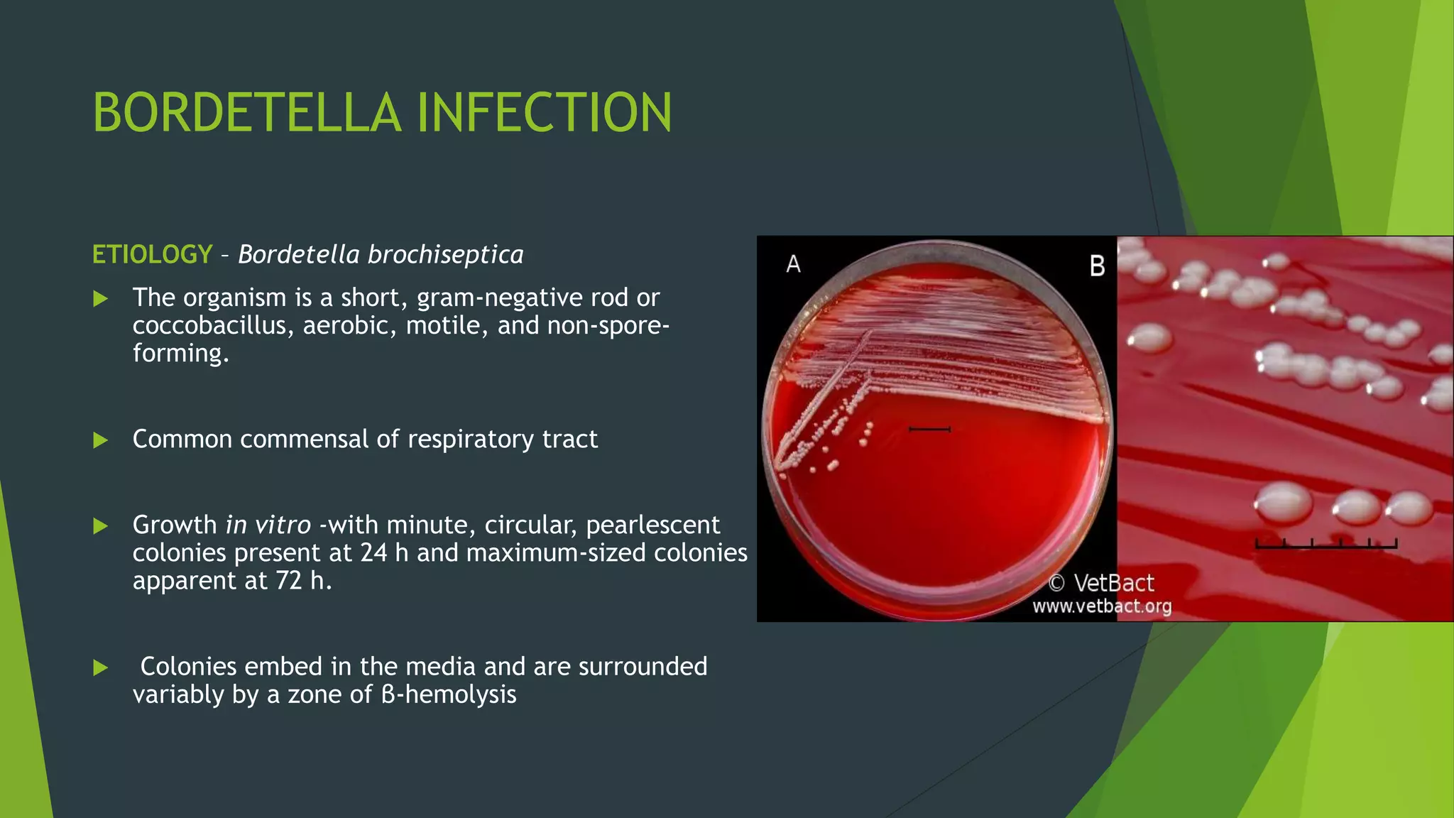 View of Bacterial diseases of guinea pigs | PPTX